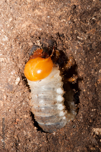 larve d'insecte xylophage photo