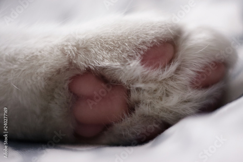 white cat's paw lying on the blanket