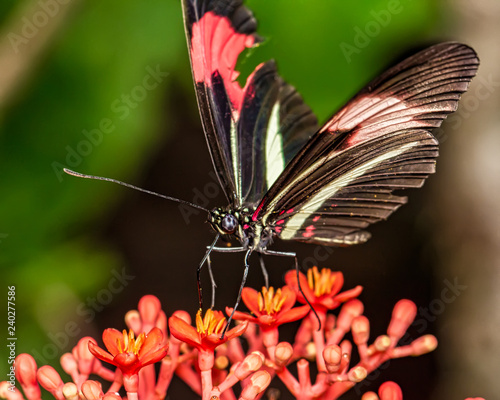 Butterfly on the - Butterfly Heliconius erato phyllis on the flower Jatropha podagrica