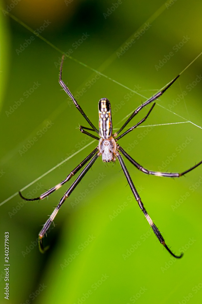 spider in the web close up - macrophotography of spider in the web spider in the web close up - macrophotography of spider in the web