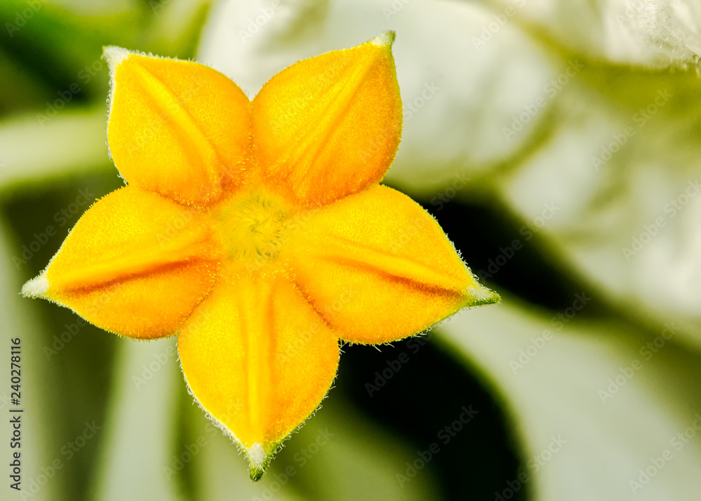 Flower detail of Mussaenda philippica Flower detail of Mussaenda philippica