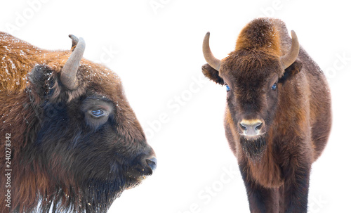 Portrait of bisons buffalo isolated on white background