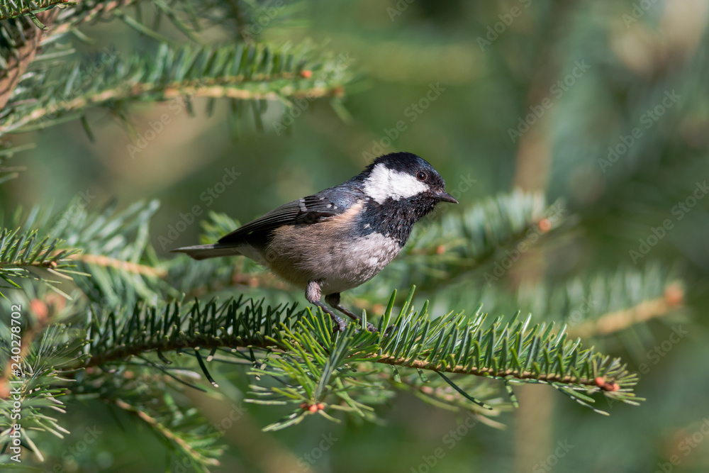 Obraz premium Coal tit (Periparus ater)