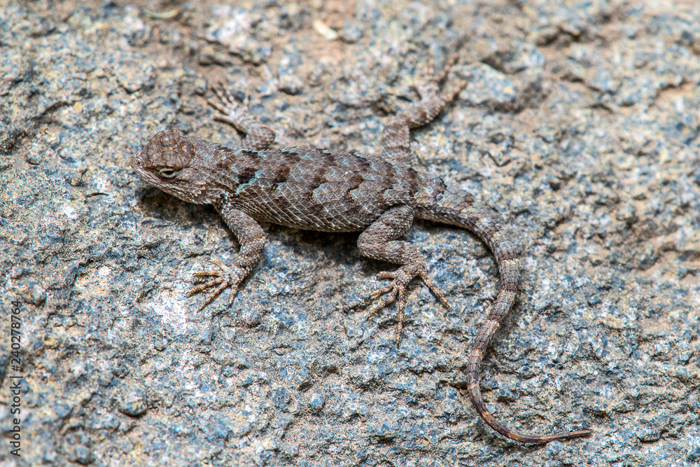 Lizard Lizard
