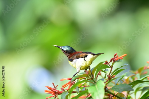 Hummingbird : I like to capture small birds picture, After long time wait I got this bird very closer