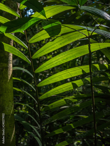 Amazon Jungle Vegetation