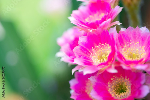 The beauty in nature of cactus pink lobivia flower bouquet in full bloom in springtime. Close-up shot