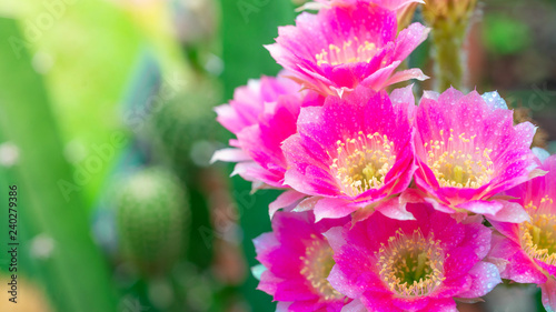 The beauty in nature of cactus pink lobivia flower bouquet in full bloom in springtime. Close-up shot