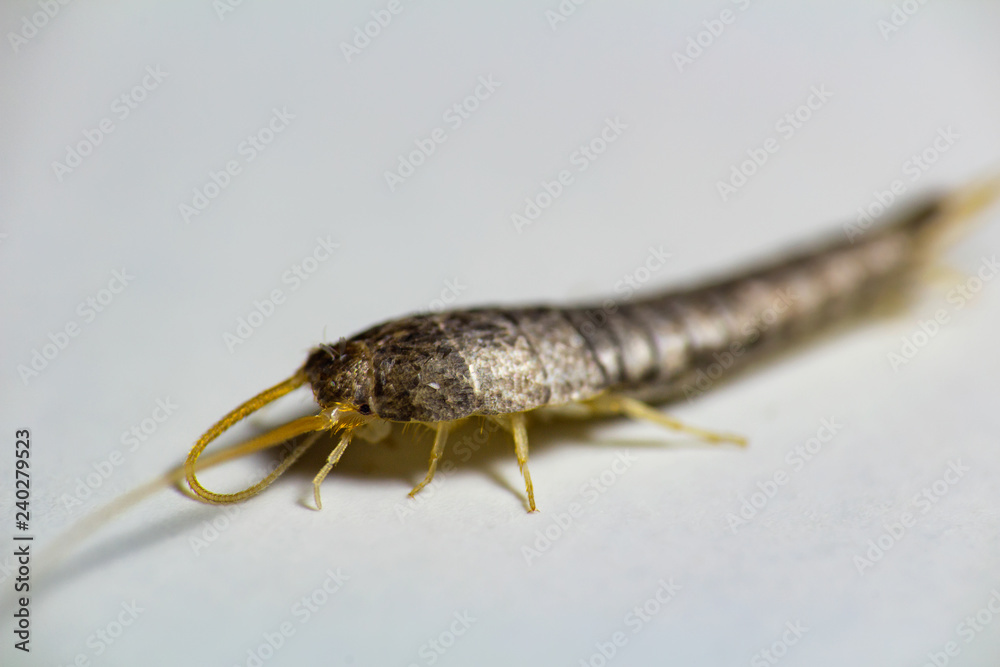 Silverfish, Lepisma saccharina, macro photo on white background