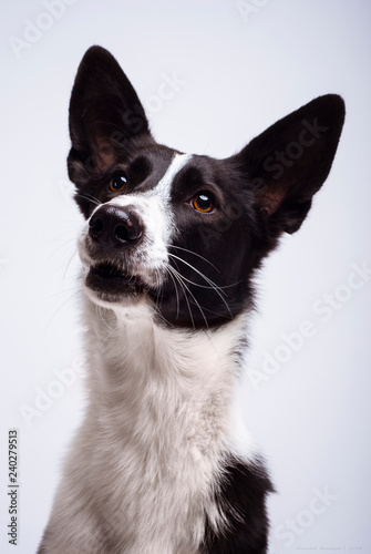 Portrait of surprised dog