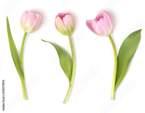 Set of decorative flowers isolated on white background. Vector pink tulip for spring holidays decor