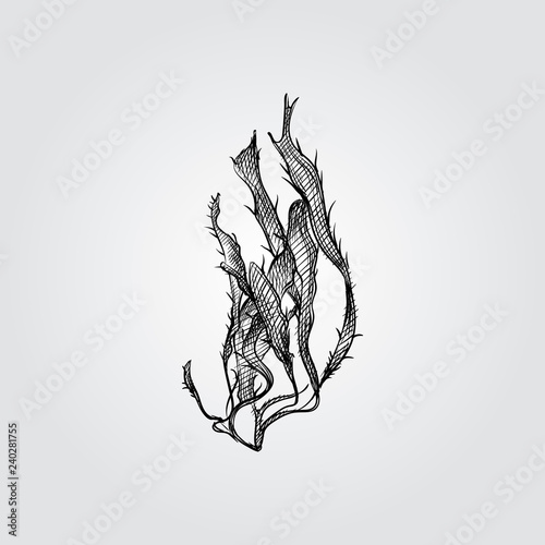 Hand Drawn Seaweed Sketch Symbol isolated on white background. Vector of Underwater world elements In Trendy Style. Engraving style pen pencil crosshatch.