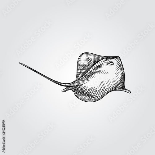 Hand Drawn Scat Sketch Symbol isolated on white background. Vector of Underwater world sea life ocean elements In Trendy Style. Engraving style pen pencil crosshatch.