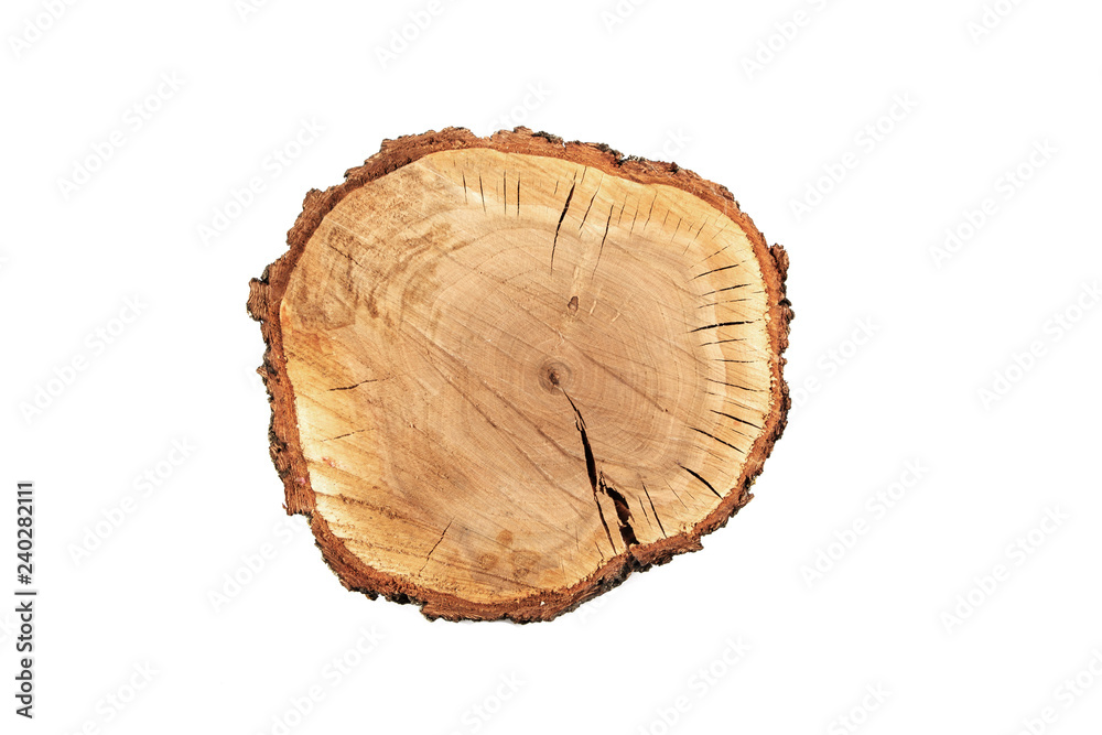 Tree slice cross section with tree rings that show the age of an organic background isolated stump circle circles circular natural tree plant history isolated on white background. Tree slice cross section with tree rings that show the age of an organic background isolated stump circle circles circular natural tree plant history isolated on white background.