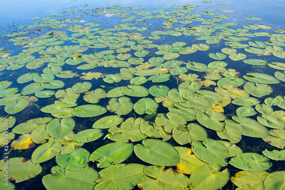 Green Lilly pads on lake Green Lilly pads on lake