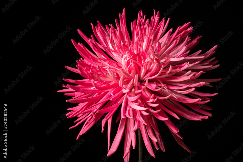 Obraz premium Różowy kwiat chryzantemy na czarno