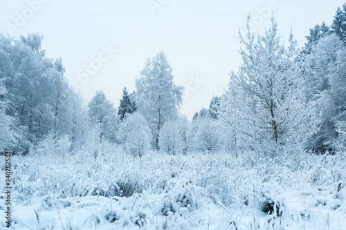 Winter background, trees in fluffy snow, after heavy snowfall. Winter forest.