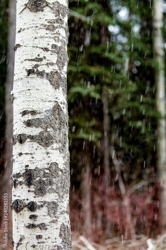 Aspen tree trunk against a green forest with snow falling