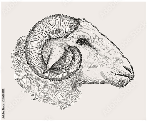Ram head, graphic hand drawn illustration
