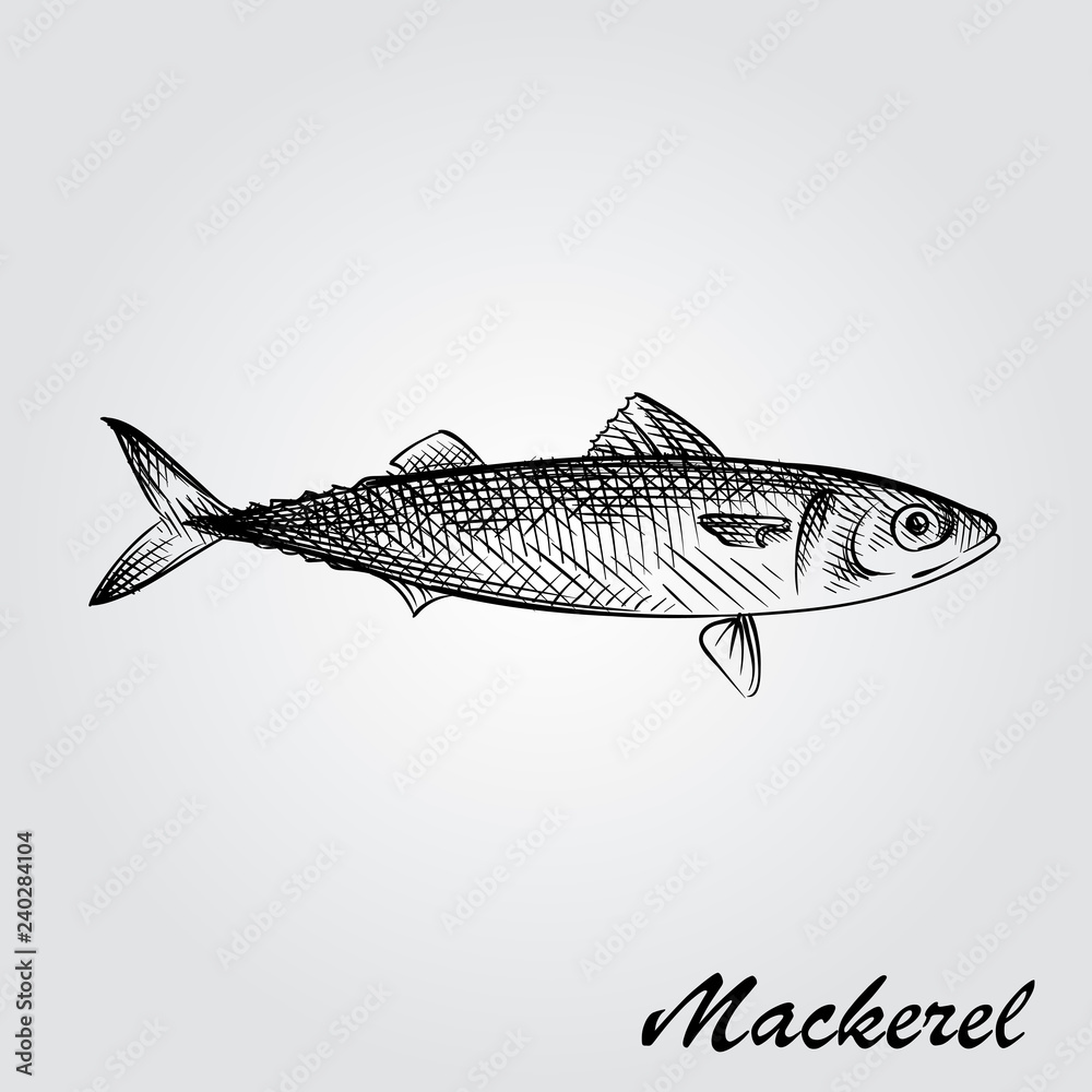 Obraz premium Hand Drawn Mackerel Sketch Symbol isolated on white background. Vector of Fishing elements In Trendy Style. Sketch of saltwater sea or freshwater river fish species flounder