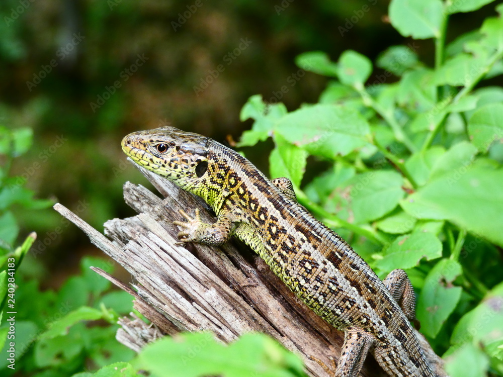 Naklejka premium lizard