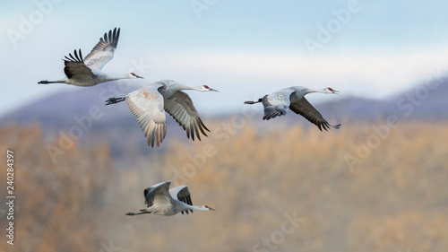 Sandhill Cranes in flight - Bosque del Apache NWR, New Mexico photo
