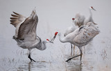 Sandhill Cranes displaying and dancing at dawn - New Mexico