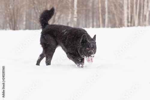 Beautiful black dog playing with snow on snowy field in winter forest