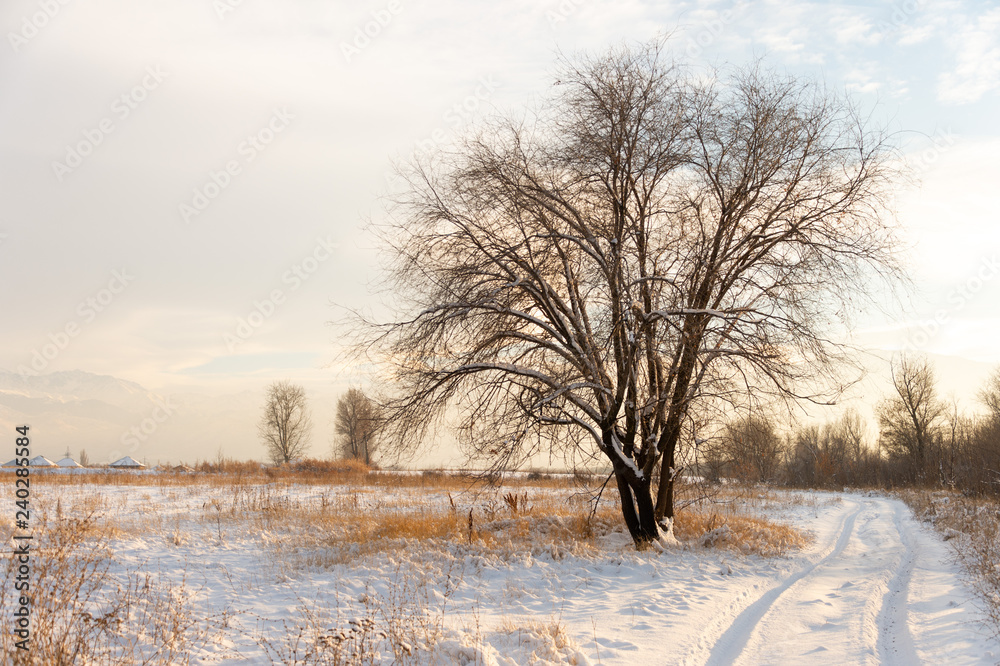 Winter landscape with frozen bare trees on a peeled agricultural field covered with frozen dry yellow grass under a blue sky during sunset Winter landscape with frozen bare trees on a peeled agricultural field covered with frozen dry yellow grass under a blue sky during sunset