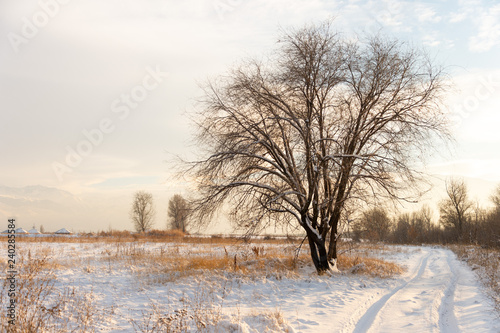 Winter landscape with frozen bare trees on a peeled agricultural field covered with frozen dry yellow grass under a blue sky during sunset