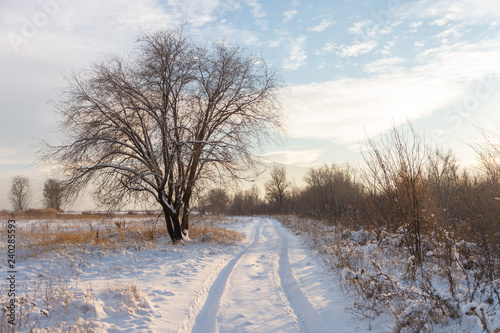 Winter landscape with frozen bare trees on a peeled agricultural field covered with frozen dry yellow grass under a blue sky during sunset © donikz