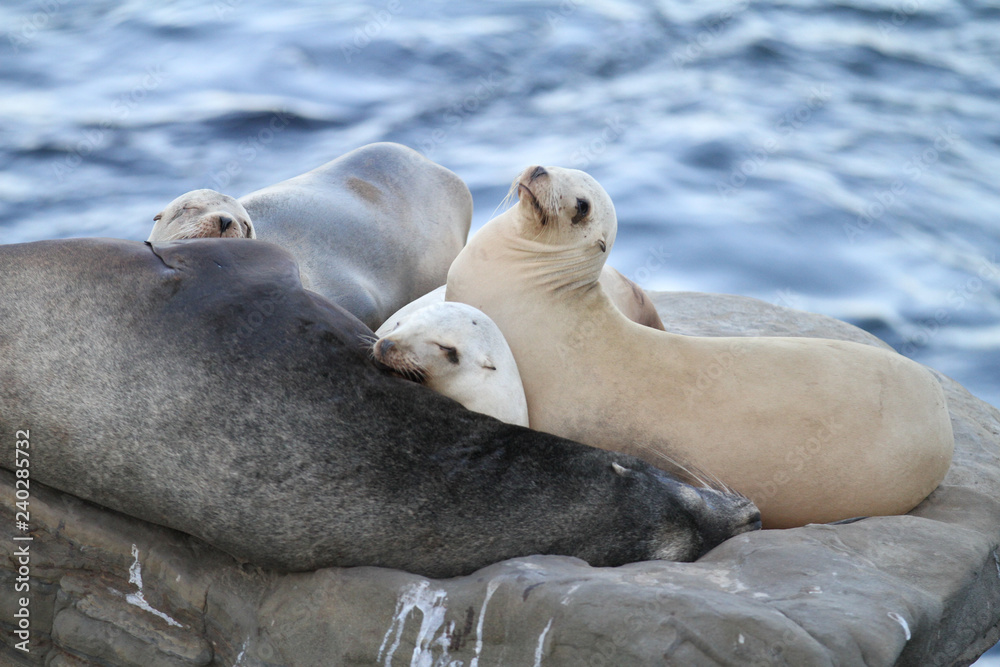 Naklejka premium Herd of California Sea Lions on the rocky coast of La Jolla, California