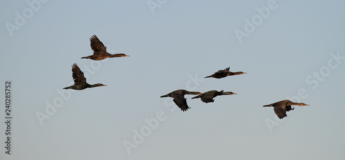 Flock of cormorant birds flying over the California Coastline