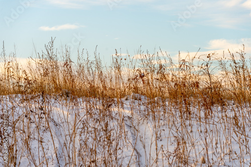 Fototapeta Naklejka Na Ścianę i Meble -  grass yellow from under the snow winter landscape