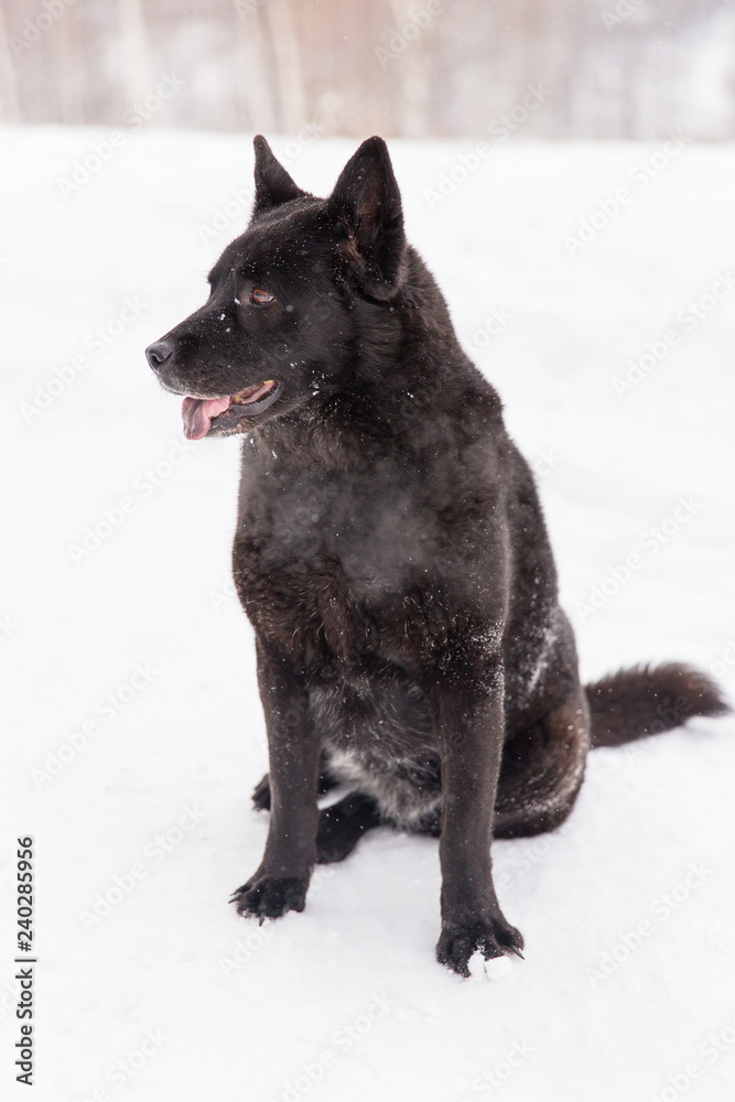 Beautiful black dog sitting in the snow on snowy field in winter forest