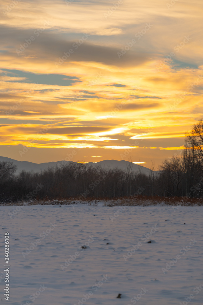 Winter landscape with frozen bare trees on a peeled agricultural field covered with frozen dry yellow grass under a blue sky during sunset Winter landscape with frozen bare trees on a peeled agricultural field covered with frozen dry yellow grass under a blue sky during sunset