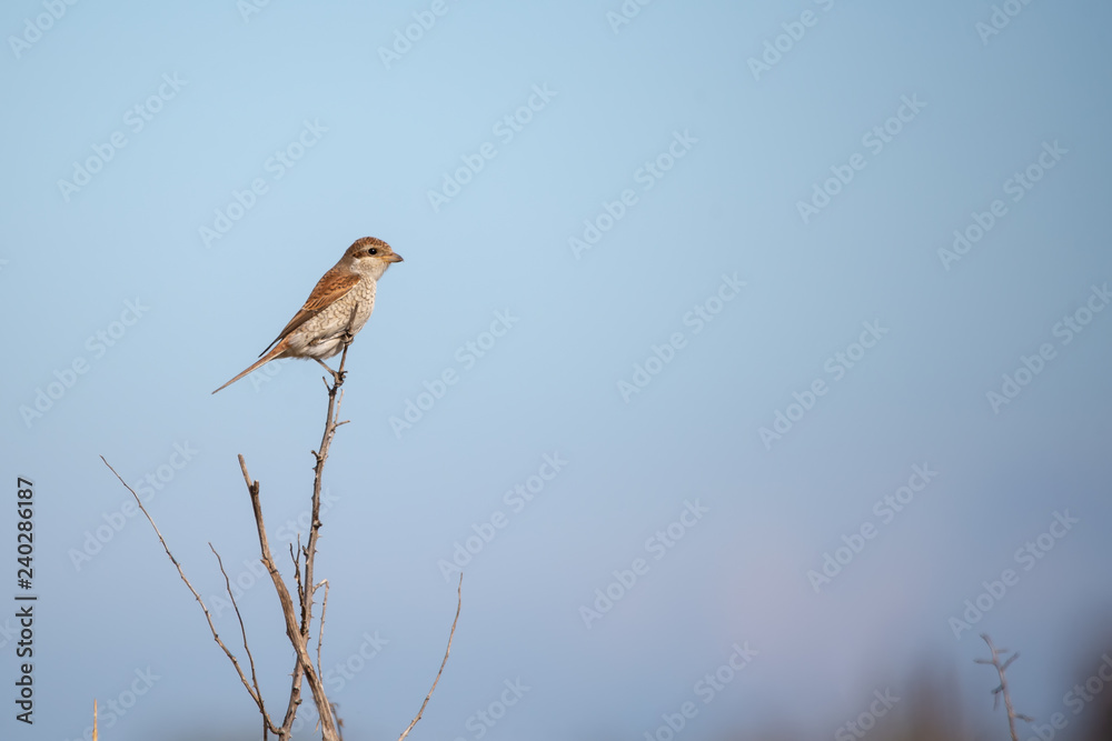 Kızılsırtlı örümcekkuşu » Red-backed Shrike » Lanius collurio