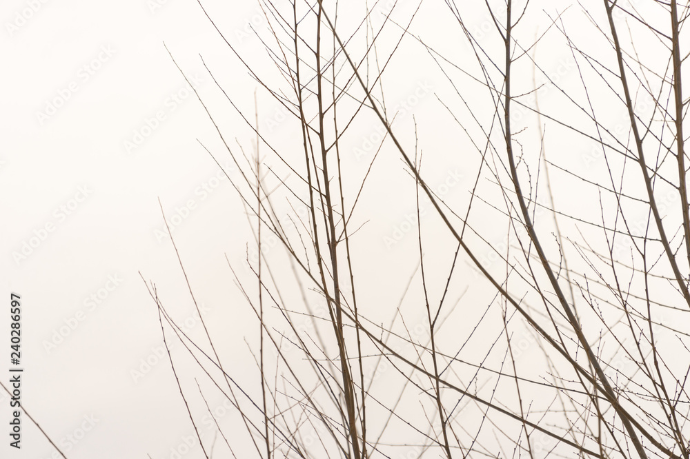 tree branch silhouette on a white background