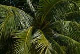 Яркие пальмовые листья, фон, тропики.