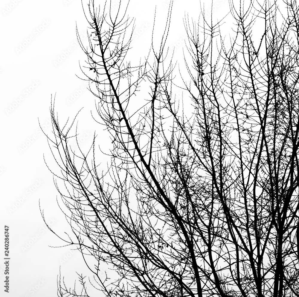 tree branch silhouette on a white background tree branch silhouette on a white background