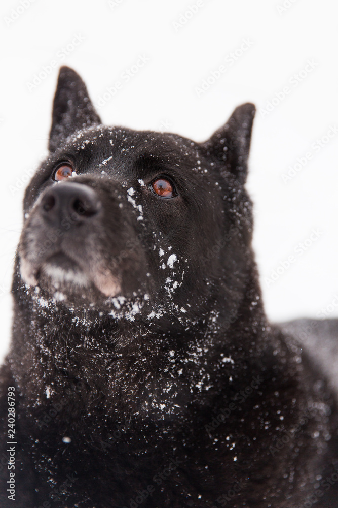 Portrait of beautiful black dog walking on snowy field in winter forest