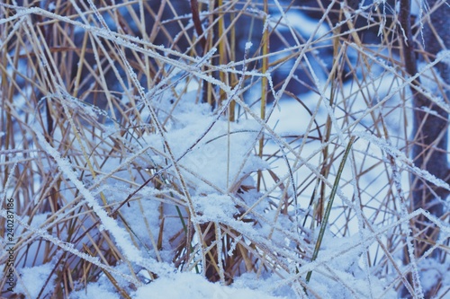 Dry grass among the meadow in the winter forest is covered with mneg and hoarfrost. Very beautiful look nature in the winter season. photo