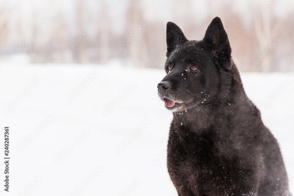 Obraz premium Beautiful black dog sitting in the snow on snowy field in winter forest