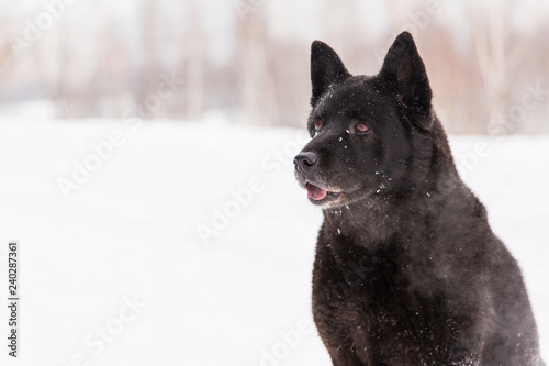Beautiful black dog sitting in the snow on snowy field in winter forest © alexander132