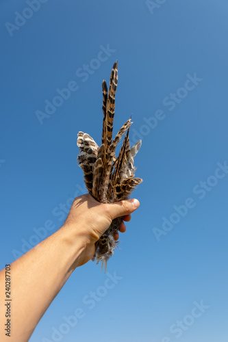 pheasant feathers in the hands against the blue sky
