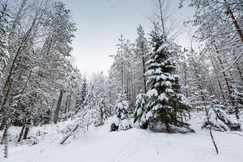 snowy forest after snowfall