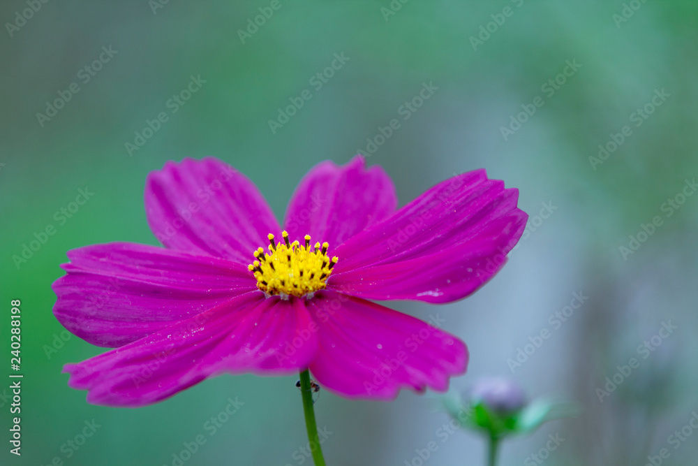Close-up view to Violet Cosmos flower Cosmos Bipinnatus with blurred background Close-up view to Violet Cosmos flower Cosmos Bipinnatus with blurred background