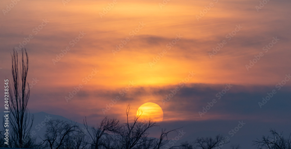 defocusing tree at sunset defocusing tree at sunset