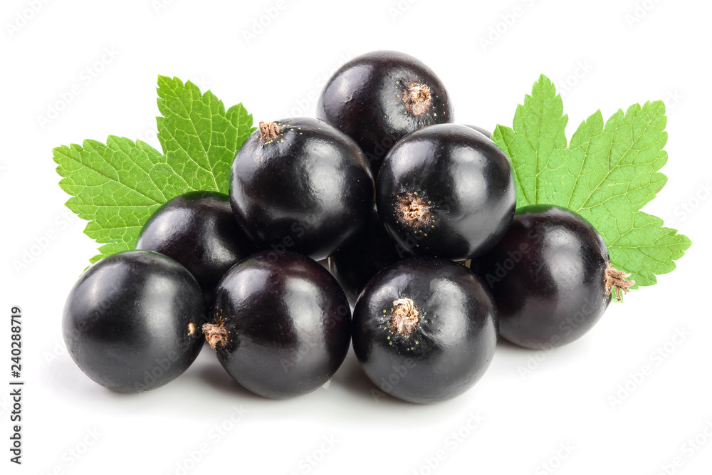 black currant with leaf isolated on white background black currant with leaf isolated on white background