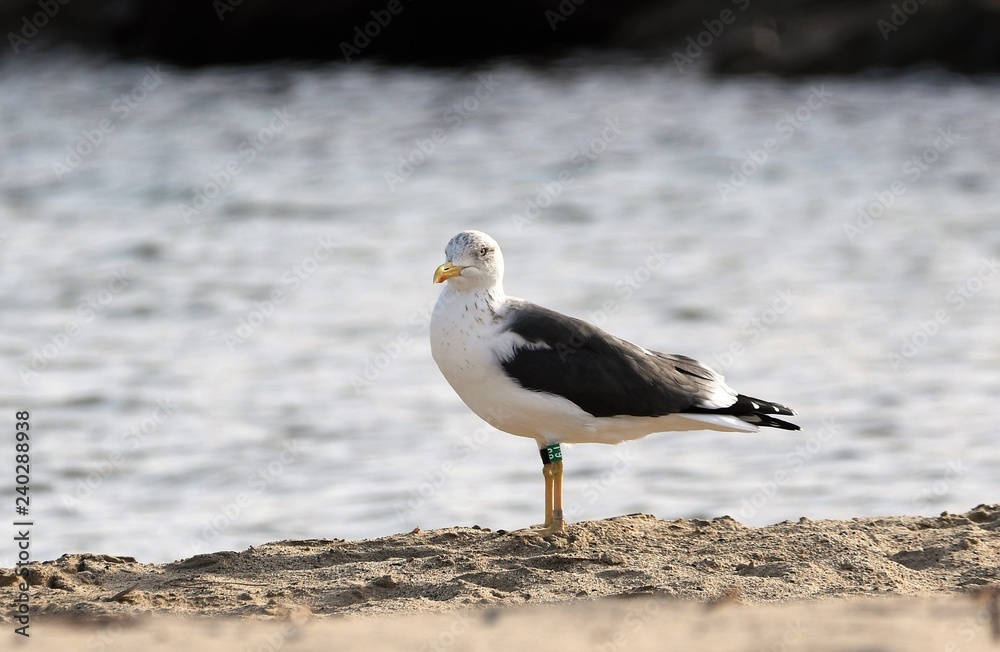 Obraz premium gaviota